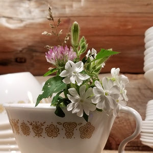 Meet your Posher,  Hippie Momma